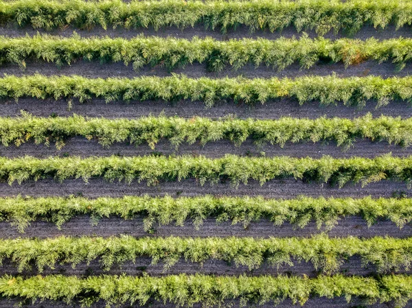 Flygfoto Grön Sparris Fält Sommar Drone — Stockfoto