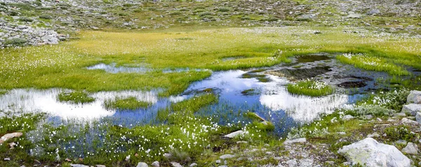 Alps Mountain Lake Met Cottengrass Zomer Maejelensee Meer Fiesch Zwitserland — Stockfoto