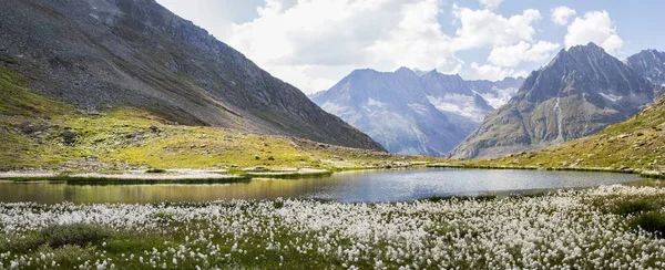 Aletsch冰川谷的Maerjelensee 前景一片草木 — 图库照片