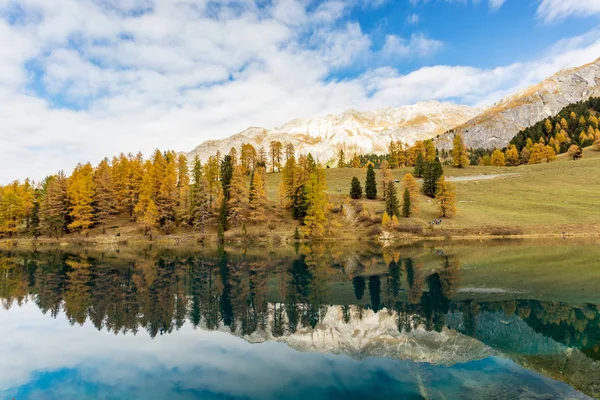 Lake Palpuogna Yellow Larch Trees Reflection Autumn Season Alps Mountain — Stock Photo, Image