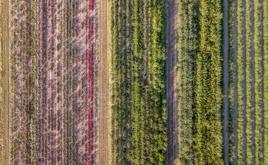 Aerial drone image of fields with diverse crop growth based on principle of polyculture and permaculture - a healthy farming method of ecosyste clipart