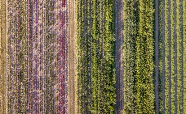 多文化とパーマカルチャーの原理に基づく多様な作物成長を持つ分野の空中ドローン画像 生態系の健全な農業方法 — ストック写真