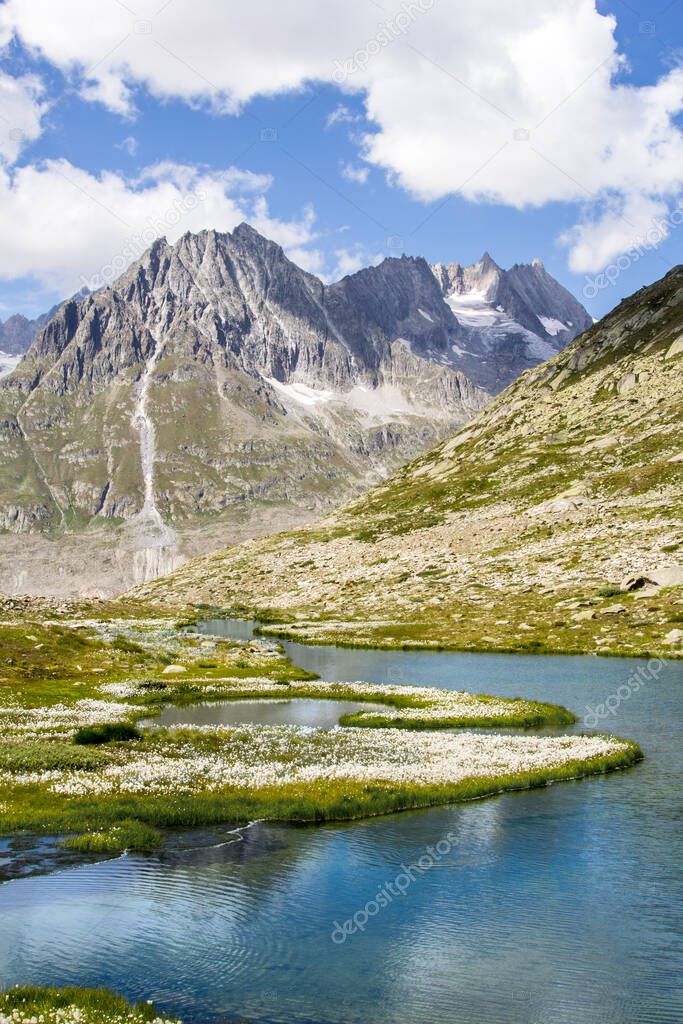 Maerjelensee at the Aletsch Glacier valley with cottengrass at the foreground