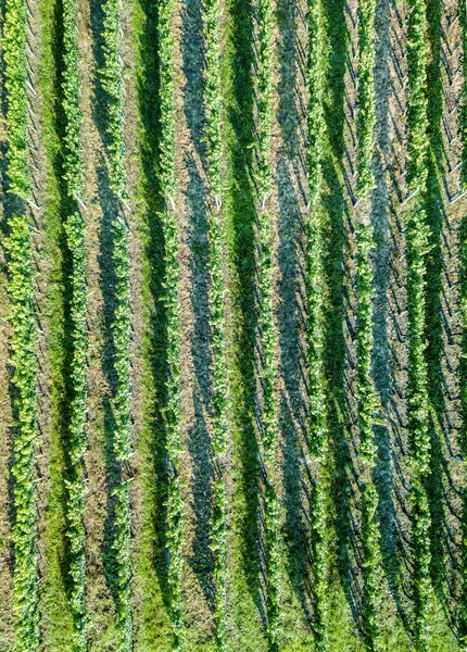 夏のブドウ畑の空中風景 — ストック写真