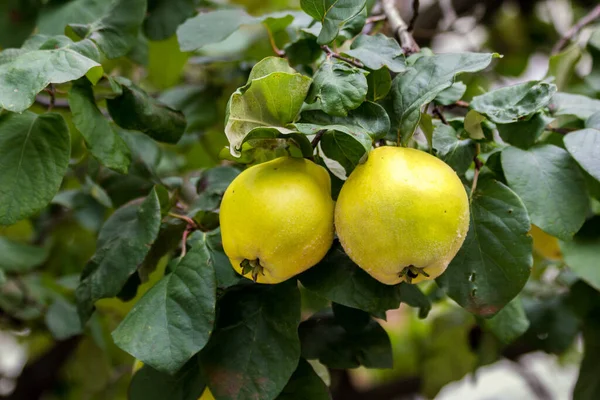 Membrillo Fruta Madura Árbol Huerto Tierras Cultivo —  Fotos de Stock