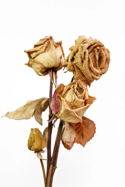 Ένα Μάτσο Αποξηραμένα Τριαντάφυλλα Απομονωμένα Λευκό Φόντο — Φωτογραφία Αρχείου