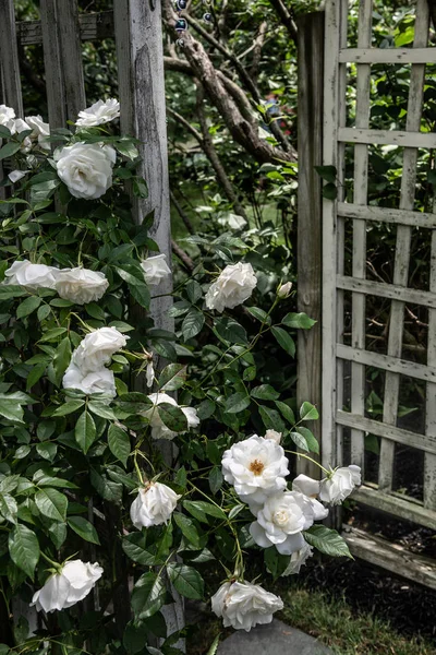 Weiße Rosen Mit Spalier Diesem Sommergarten Neuem Trikot — Stockfoto