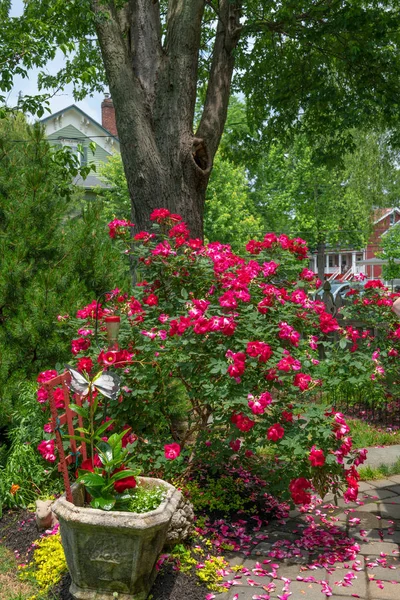 在新泽西中部的后院花园里的红挖空玫瑰 — 图库照片