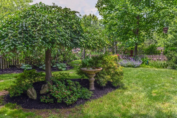 Das Grün Des Sommers Diesem Hinterhofgarten Crntral Neuem Trikot — Stockfoto