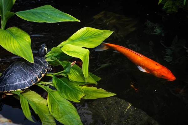 海龟和锦鲤 — 图库照片