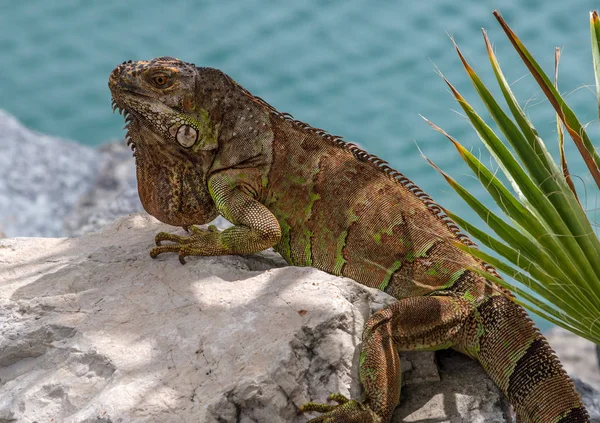 野生のカリブ海のセントマーチン島にイグアナを近くで見る — ストック写真
