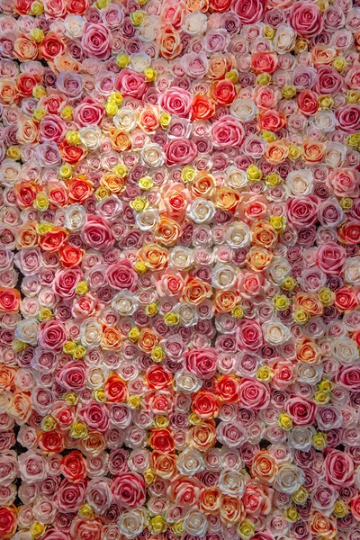 Colorful Background Image Wall Roses — Stock Photo, Image