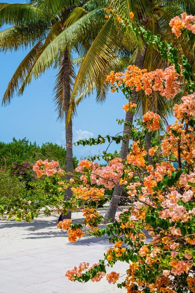 Renkli Tropikal Çiçek Palmiye Ağaçları Prenses Cays Bahamalar Üzerinde — Stok fotoğraf