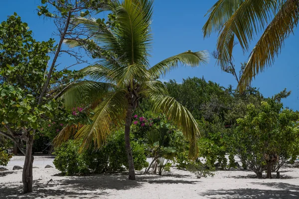 Een Groene Tropische Landschap Met Palm Bomen Blauwe Hemel Bloemen — Stockfoto