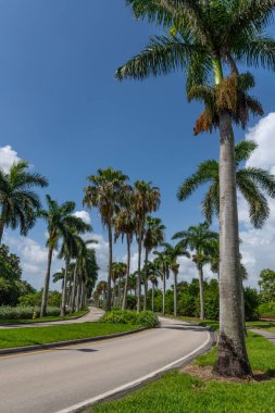 Palmiye ağaçları bu yolda bir güneşli Fort Laurderdale Florida satırları.