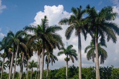 Bir satır ve palmiye ağaçlarının Fort Laurderdale Florida mavi gökyüzü karşı.