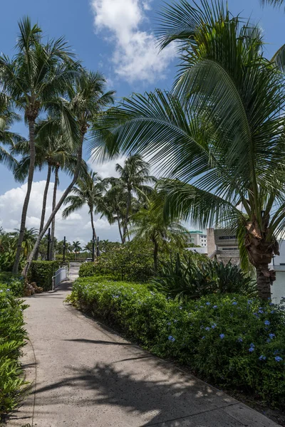 Palmowe Drzewo Pokryte Chodnik Słonecznym Fort Lauderdale Florydzie — Zdjęcie stockowe