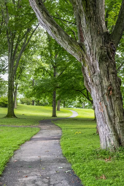 Trädkantad Väg Sommardag Denna Park Morristown New Jersey — Stockfoto