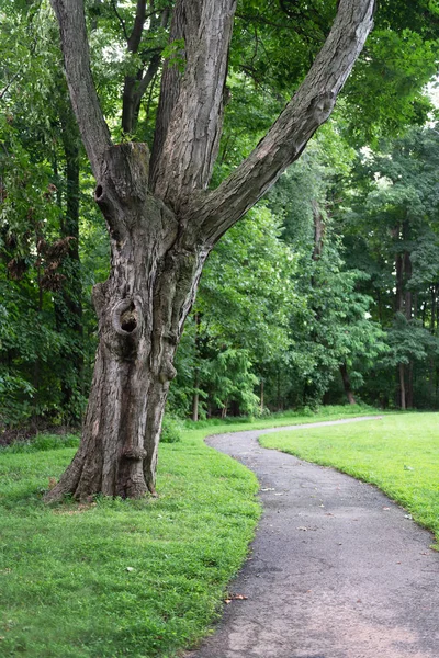 Old Tree Frames Path Summer Park Morristown New Jersey — Stock Photo, Image