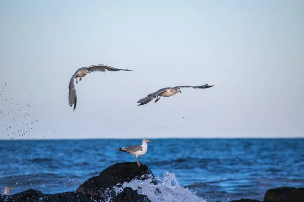 Gaviotas Vuelo Sobre Este Embarcadero Avon Junto Mar Largo Orilla — Foto de Stock