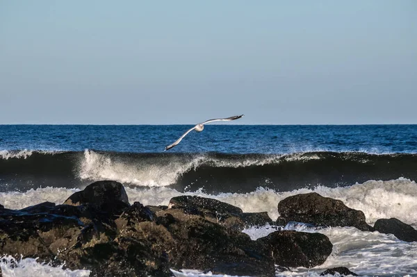一只海鸥飞越了在雅芳沿岸的海岸边 — 图库照片
