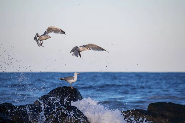 Seagulls Quickly Fly Avoid Ocean Spray Jetty Avon Sea New — Stock Photo, Image
