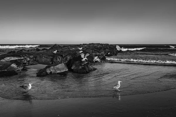 Olhar Preto Branco Sobre Gaivotas Molhe Avon Perto Mar Nova — Fotografia de Stock