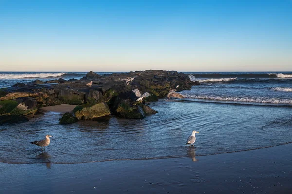 沿新泽西海岸线的海在雅芳的岩石码头上的海鸥 — 图库照片