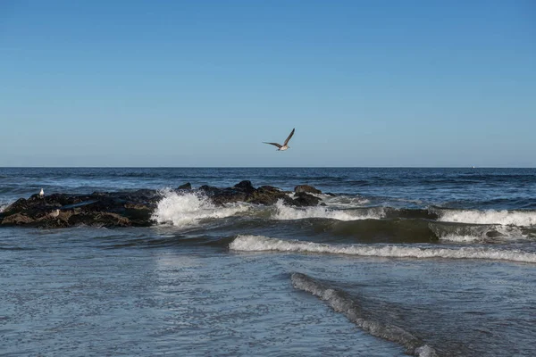 在新泽西的海边 一只海鸥在蓝天上飞翔 在雅芳的夏日里 — 图库照片