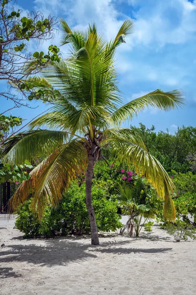 A palm tree surrounded by tropical flowers on Princess Cay island in the Bahamas.