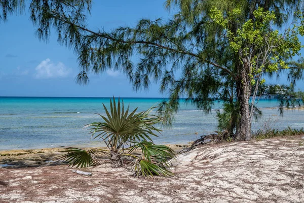 Çam Ağacı Tropik Bitkiler Boyunca Prenses Cays Bahamalar Beach Tenha — Stok fotoğraf