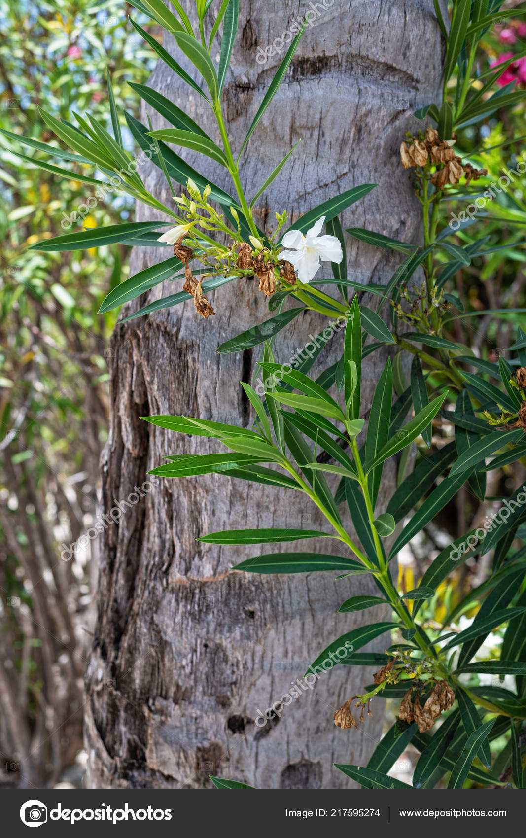 Uma Delicada Imagem Fundo Flor Tropical Branca Contra Tronco Palmeira  fotos, imagens de © andykazie #217595274