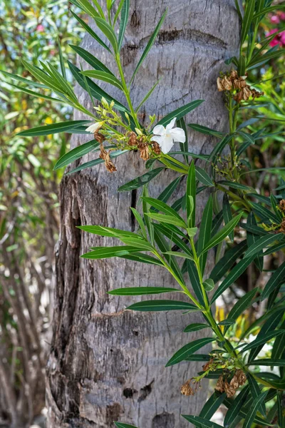 Una Delicada Imagen Fondo Flor Tropical Blanca Contra Tronco Palmera — Foto de Stock