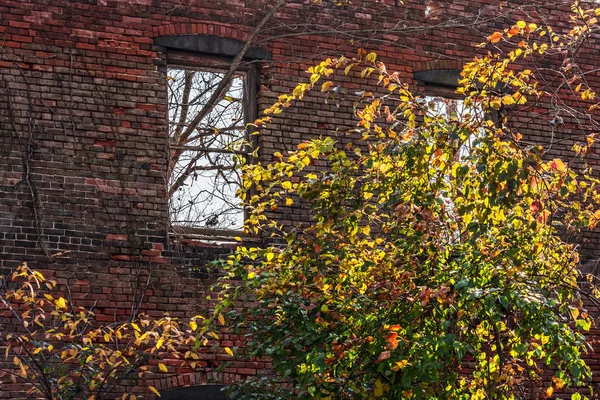 Bunun Gelişen Sonbahar Ağaçları Ile Bir Terk Edilmiş Fabrikası Tuğla — Stok fotoğraf