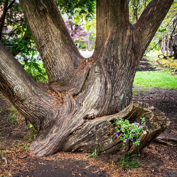 中央ニュージャージー州のこの木の幹から花に自然なプランター — ストック写真