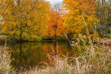 Uzun otların bu sonbahar gölet sahne içinde büyük Brook Park Marlboro yeni Jersey çerçeveler.