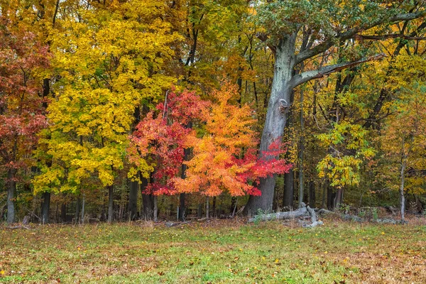 Barevné Podzimní Krajina Přijata Big Brook Park Monmouth County New — Stock fotografie