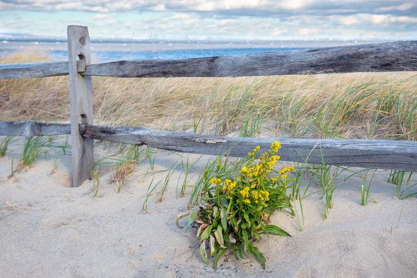 Goldenrod Con Erba Spazzata Dal Vento Lungo Spiaggia Nel Bayshore — Foto Stock