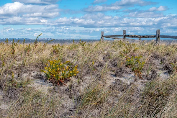 Αμμόλοφοι Ψηλό Χορτάρι Και Goldenrod Μια Θυελλώδη Ημέρα Bayshore Προκυμαία — Φωτογραφία Αρχείου