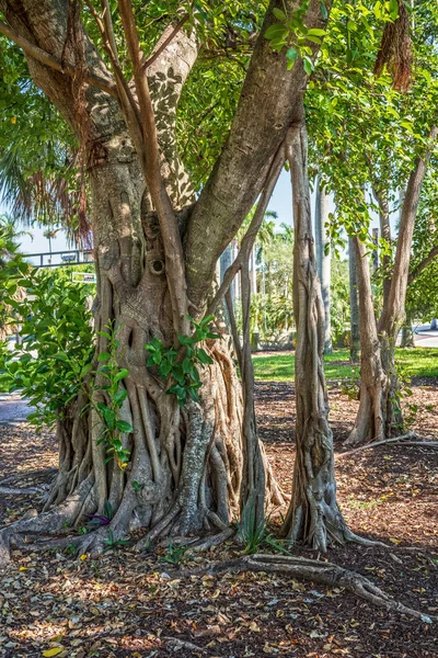 フロリダ州のフォートローダーデールのリバーウォーク公園に沿ってバンヤン ツリー トランク — ストック写真