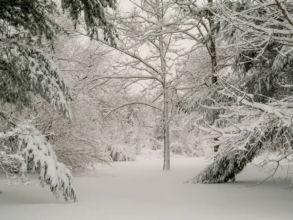 Свежий Снегопад Парке Монмута Баттлфилда Нью Джерси — стоковое фото