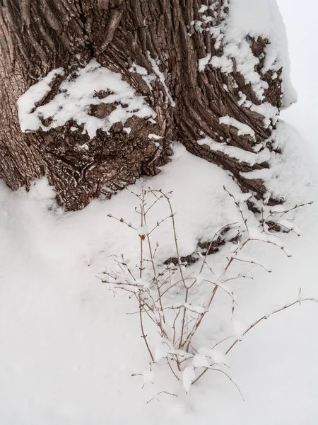 Nieve Fresca Ramitas Pequeñas Como Árbol Tronco Árbol Texturizado Centro — Foto de Stock