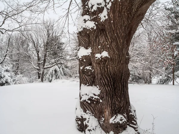 Nieve Fresca Los Bosques Tronco Este Árbol Monmouth Battlefield State — Foto de Stock