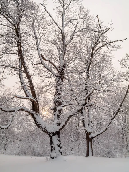 Sol Brilla Través Una Nebulosa Mañana Invierno Con Nieve Fresca — Foto de Stock