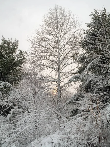 Eine Frische Schneedecke Während Die Sonne Monmouth Battle Field State — Stockfoto