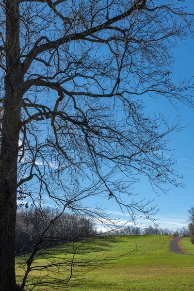 一棵有树枝的美丽的冬树 与晴朗的蓝天形成鲜明对比 — 图库照片