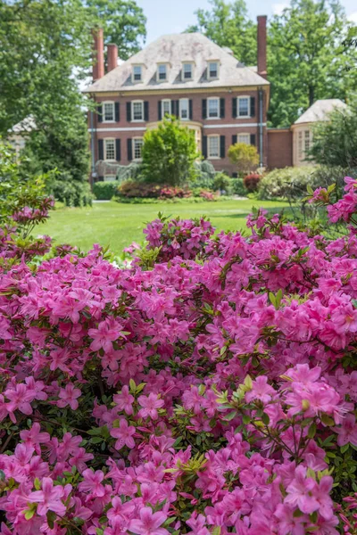 Baltimore Maryland May Beautiful Azalea Bush Frames Mansion Landscaping May — Stock Photo, Image