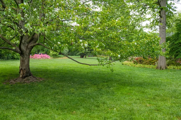 Spring Landscape Sherwood Greens Park Guilford Section Baltimore — Stock Photo, Image