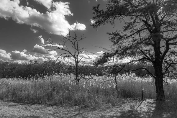 A black and white landscape image of Cheesquake State Park in New Jersey.