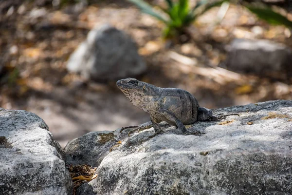 在墨西哥的里维埃拉玛雅 一只蜥蜴与岩石颜色融合在一起 — 图库照片